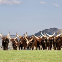 Ramaphosa Ankole cattle price Ankole cattle on market near me Ankole cattle for sale in South Africa