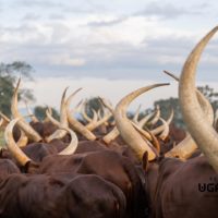 Buy Ankole Cattle, Ankole Cattles Suppliers in South Africa +27631501216 By migrating down the Nile 