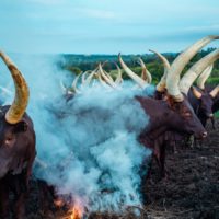 Ankole exporters | livestock marketing and export specialists +27631501216