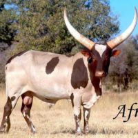 Ankole cattle on market price Ankole cattle price in South Africa Ankole cattle for sale +2763150121