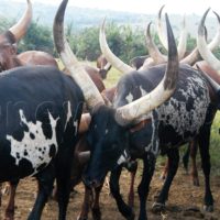 Livestock Trade | Ankole Breed For Sale | Ankole cattle in South Africa for Sale +27631501216