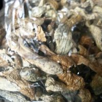 BUY MAGIC MUSHROOMS telegram: @parkama1 order shrooms online now