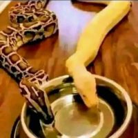 Online Mamlambo spiritual Snake money Spells Durban, Pretoria South Africa 📞+27788804343