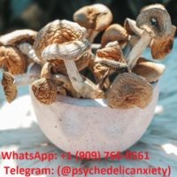 Telegram:(@psychedelicanxiety) Buy Mushroom Shroom Bars Online